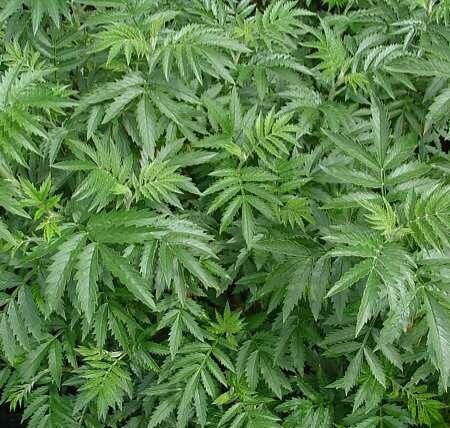 Melianthus elongatus habit