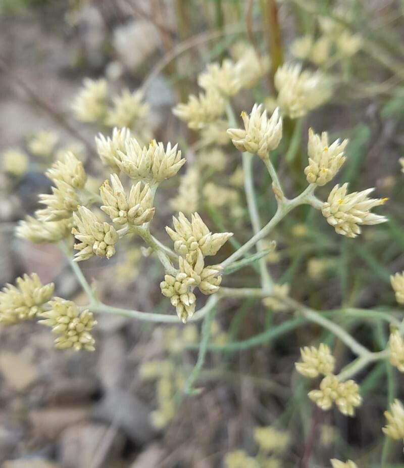 Achyrocline flaccida flower