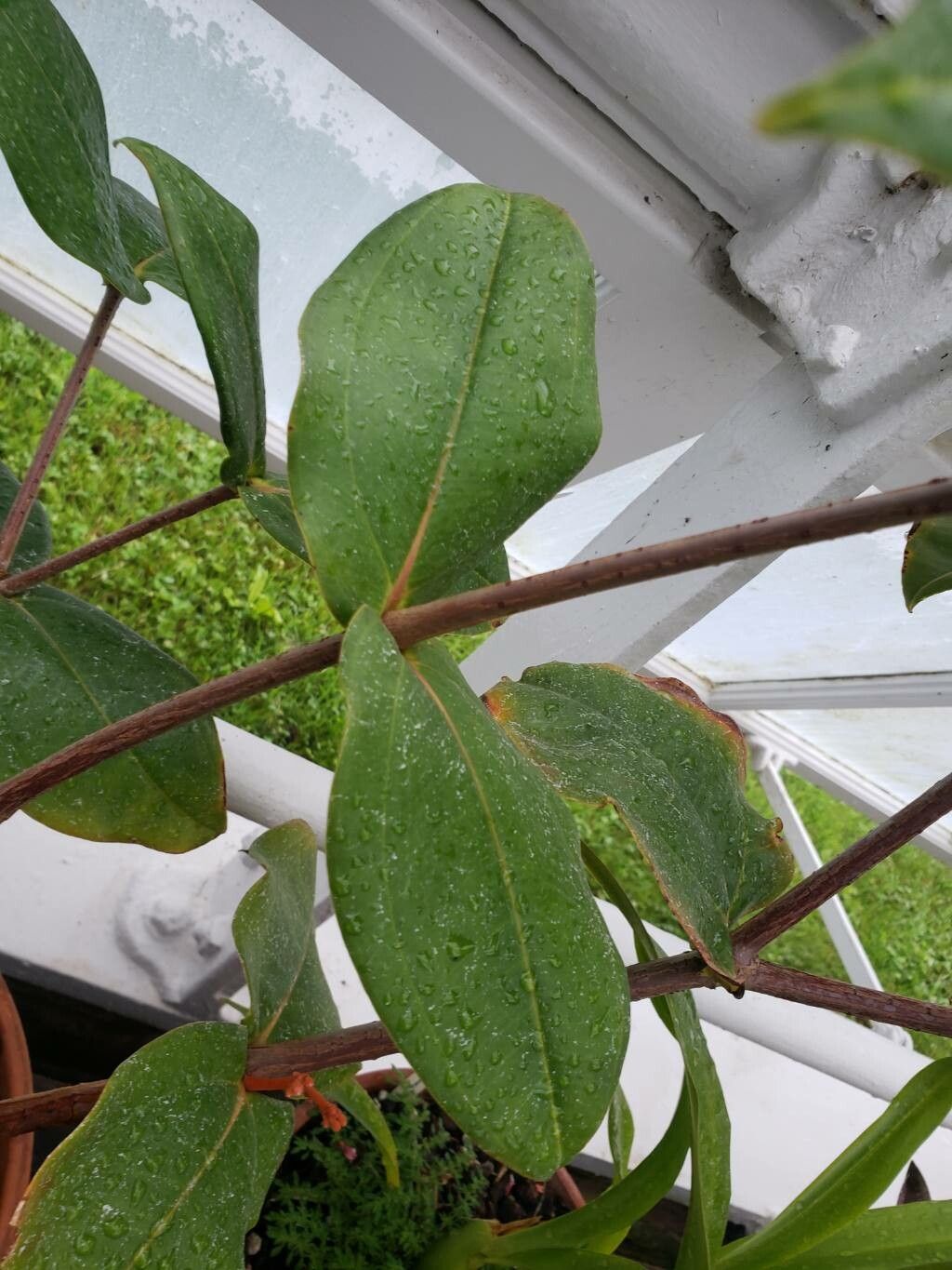 Medinilla scortechinii leaf