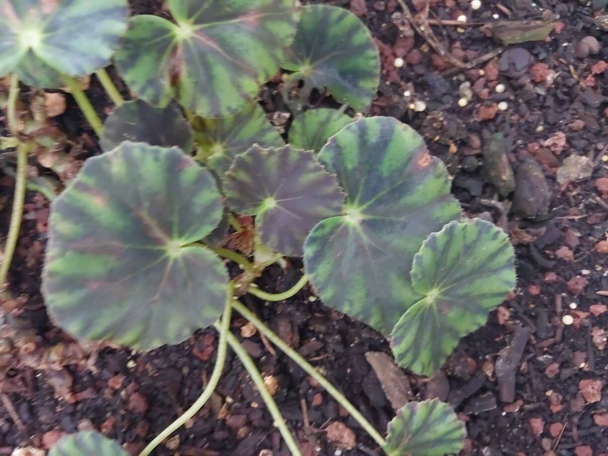 Begonia mazae — houseplant care guide