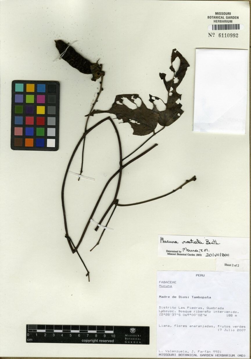 Mucuna rostrata other