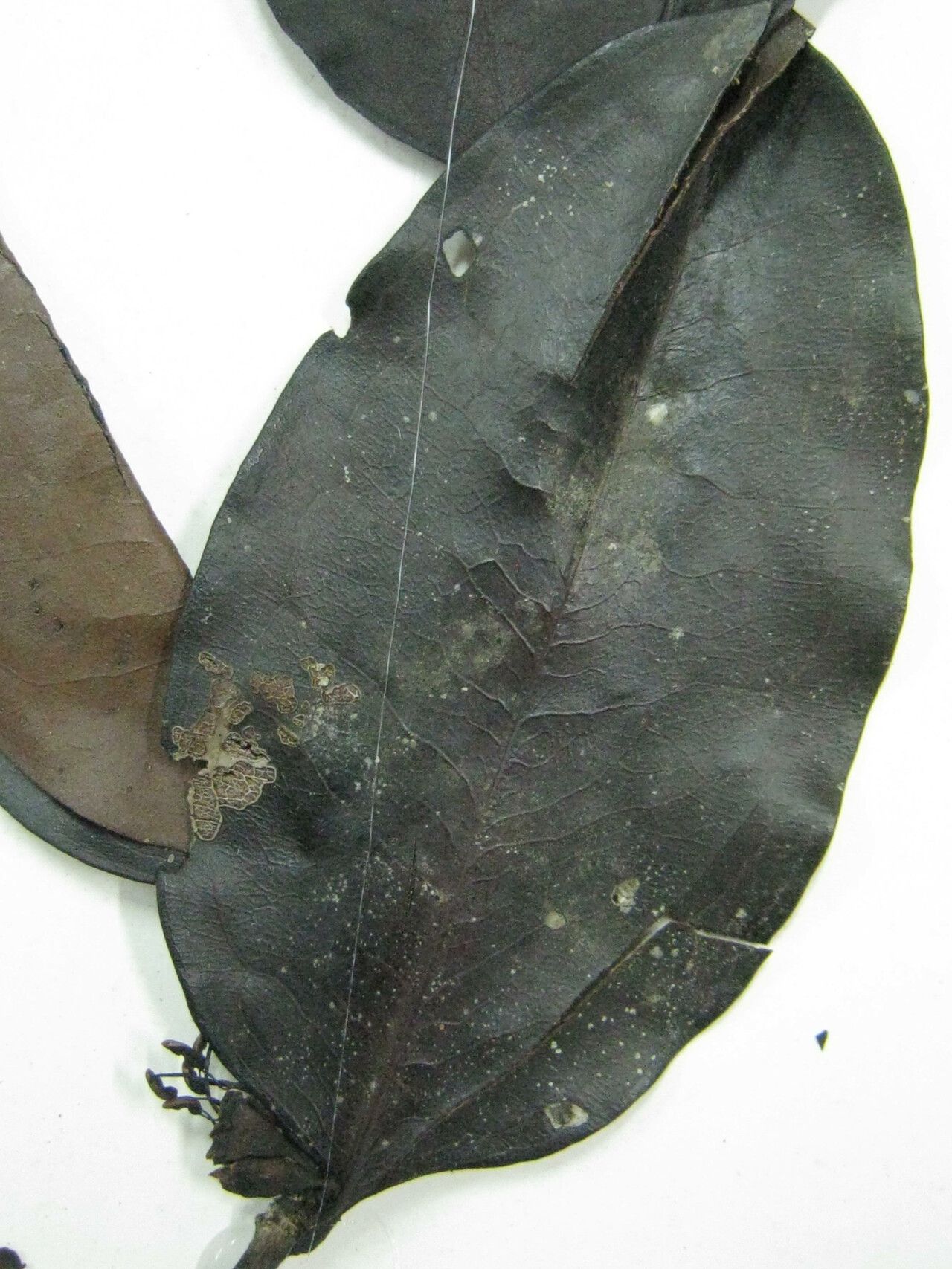 Mouriri nigra — search result for 'Mouriri'