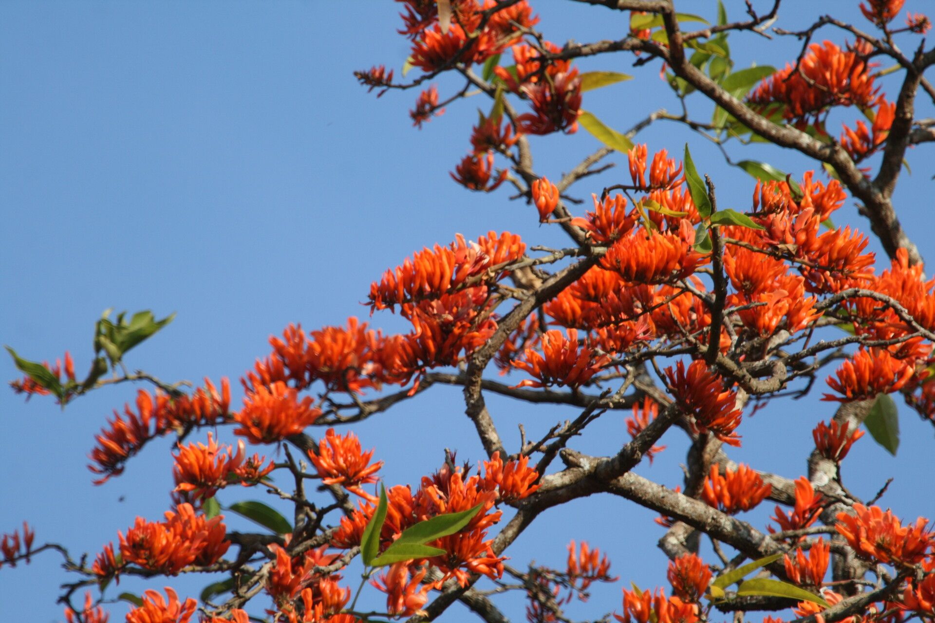 Erythrina excelsa flower