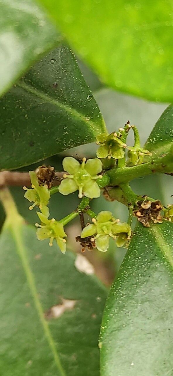 Elaeodendron croceum flower