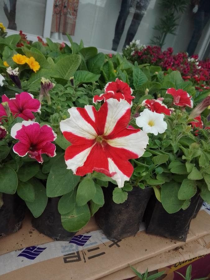 Petunia hybrida fruit