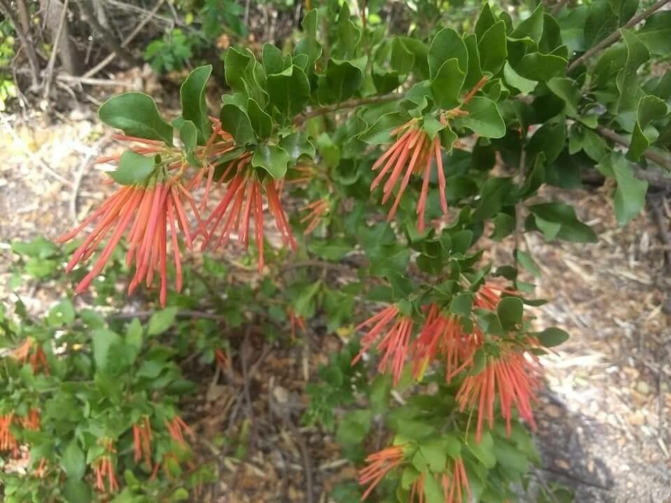 Tristerix corymbosus flower