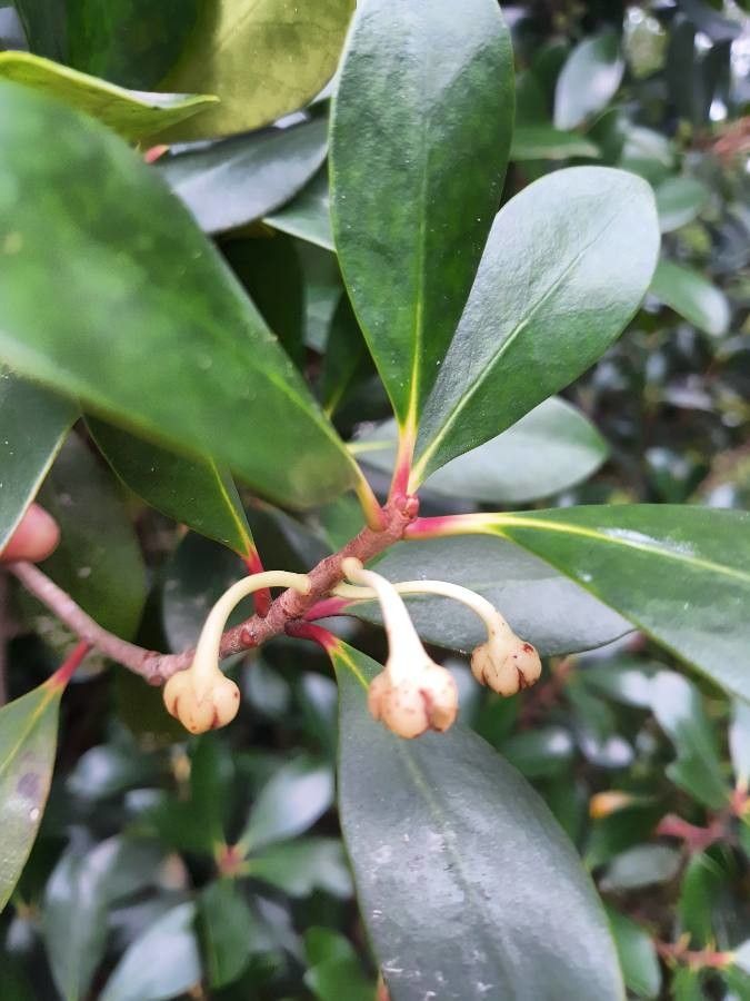 Ternstroemia gymnanthera flower
