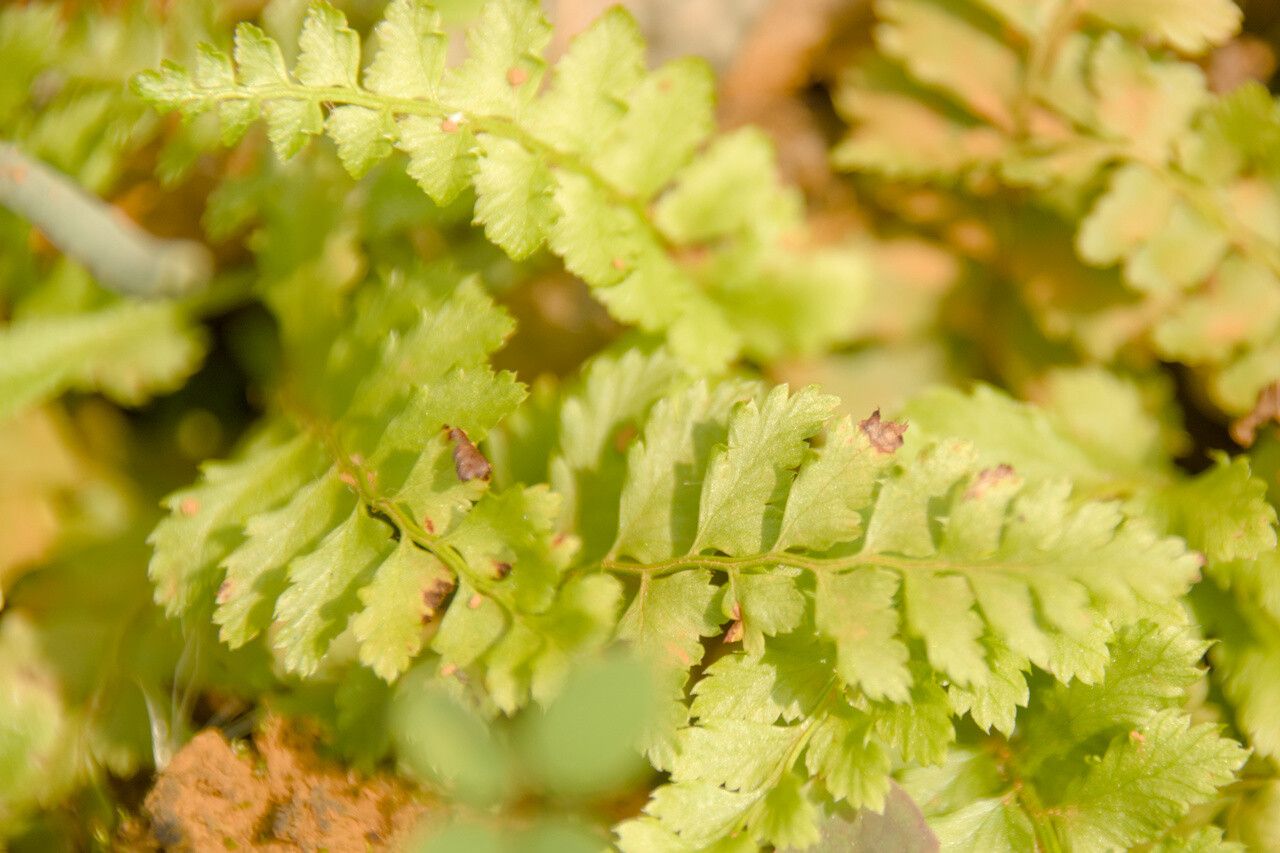 Dryopteris pallida leaf