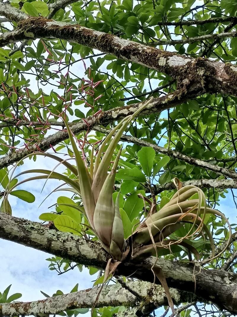 Tillandsia flexuosa leaf