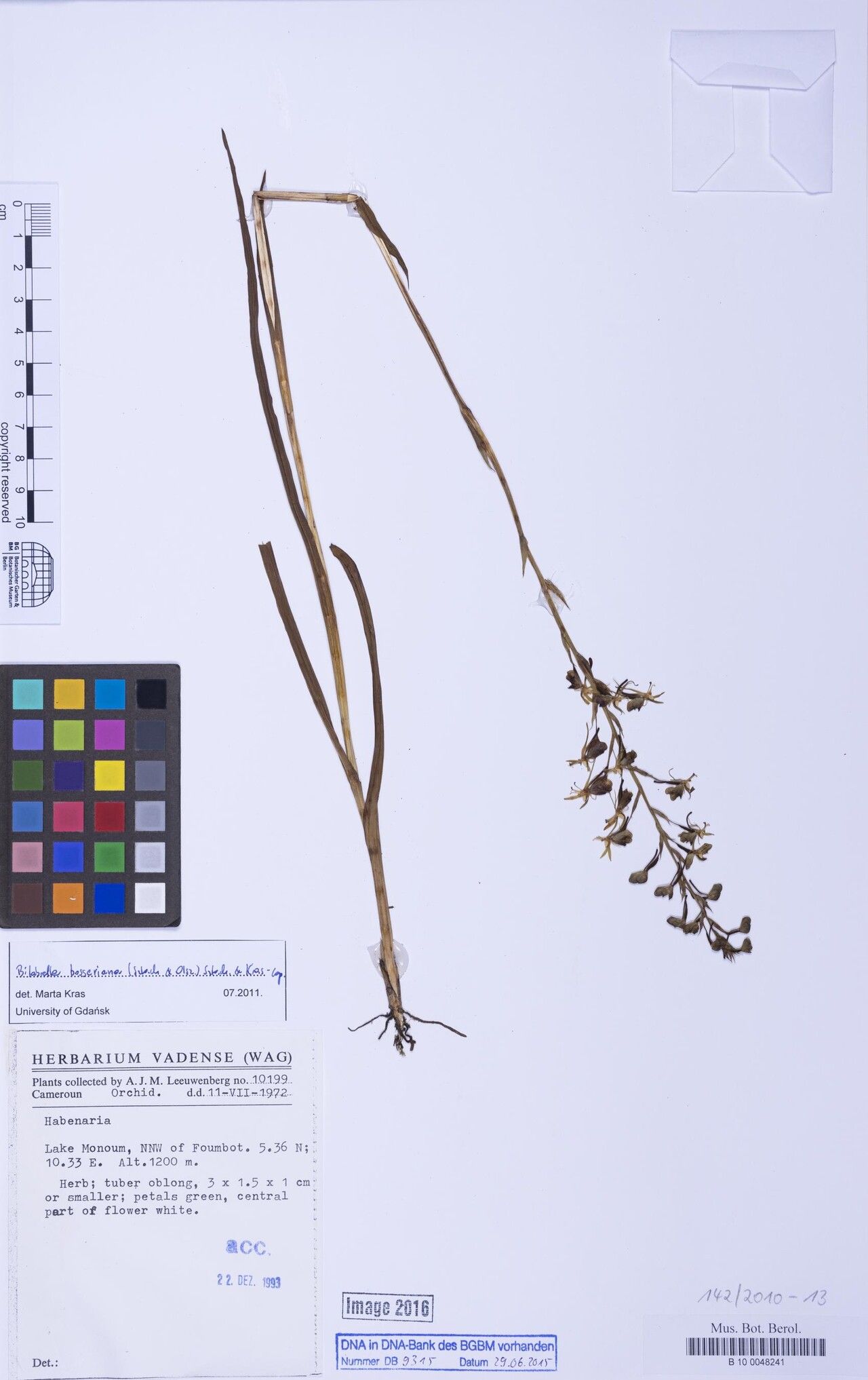 Habenaria bosseriana — houseplant care guide