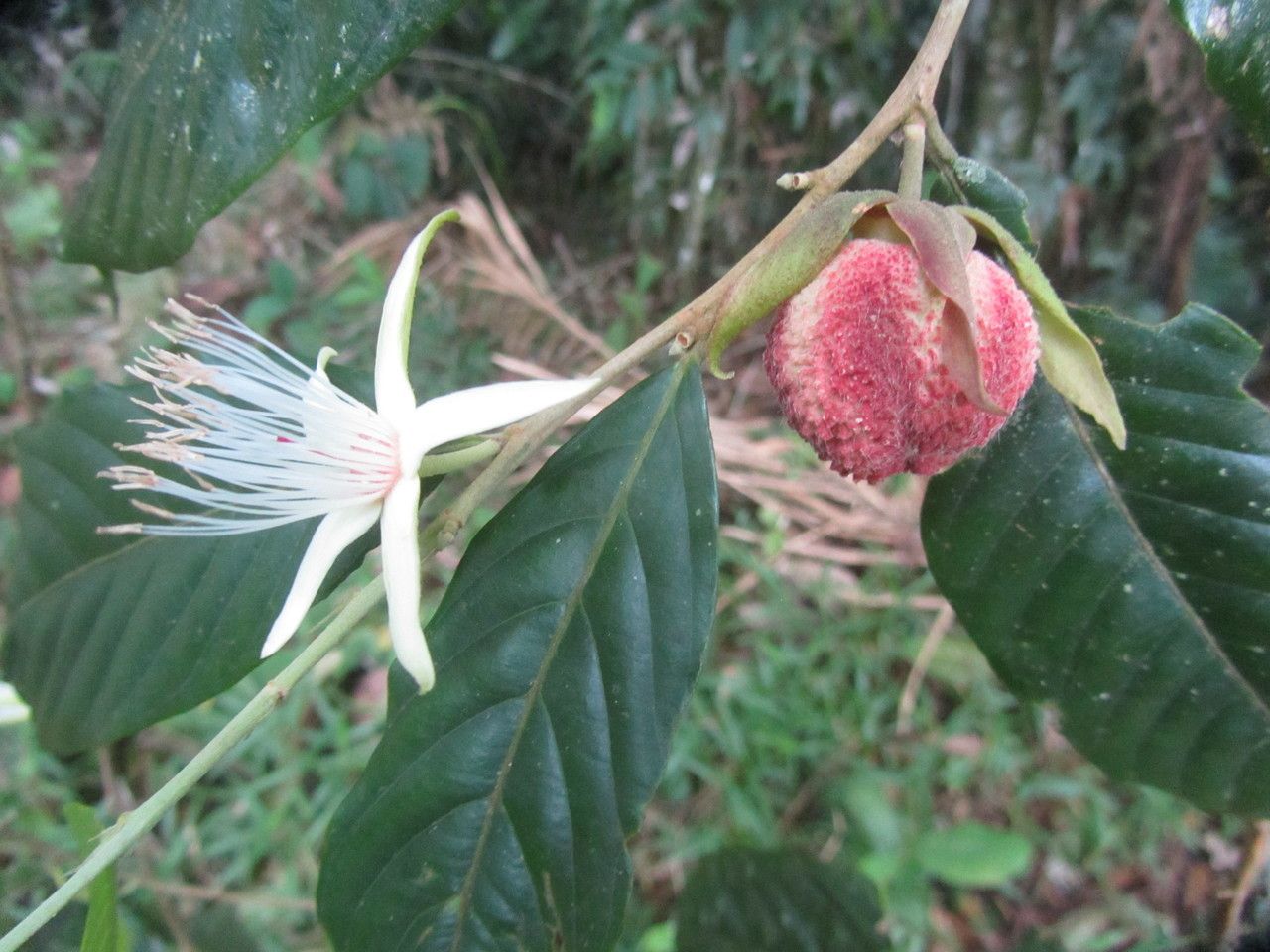 Ryania speciosa flower