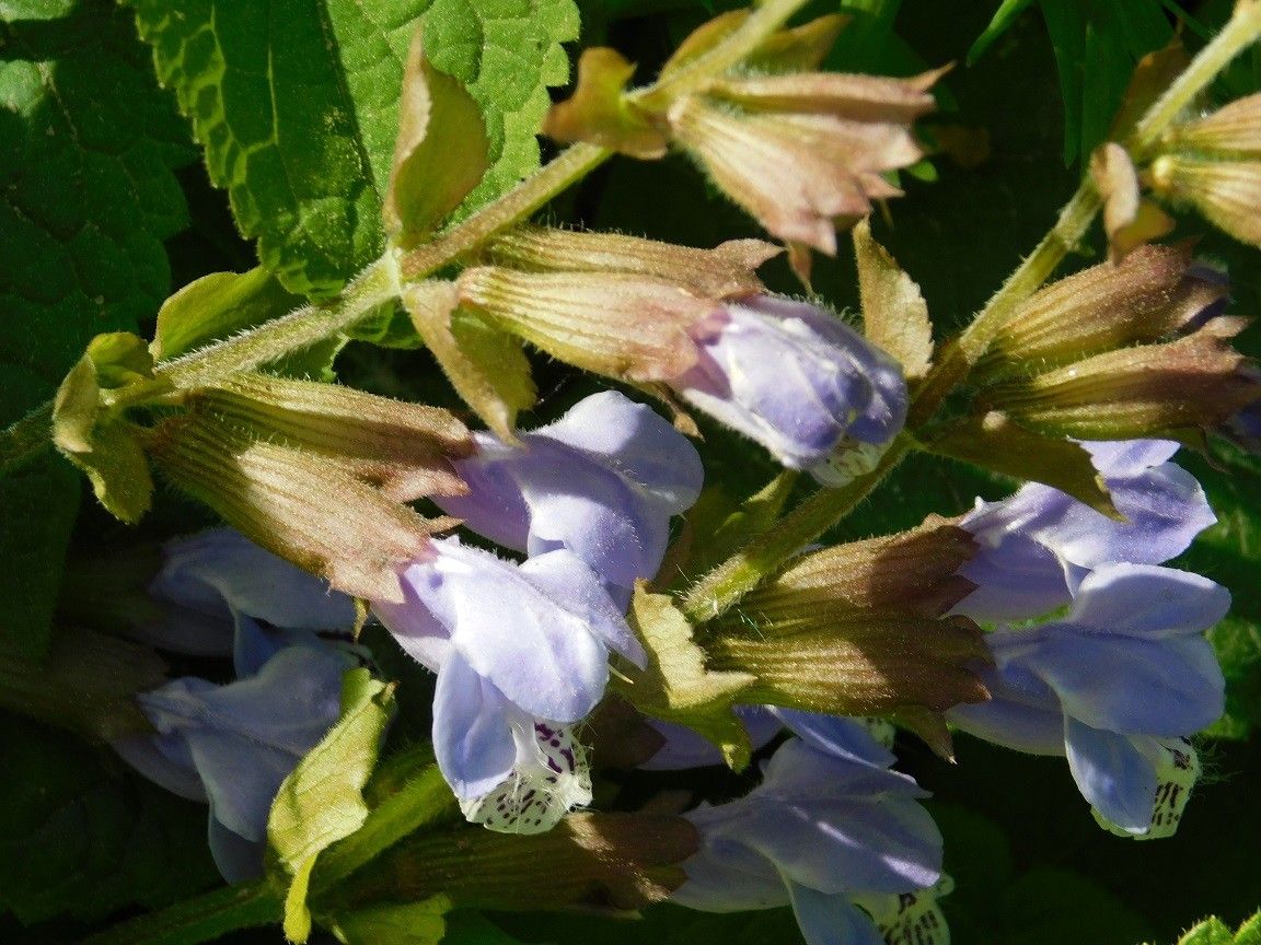 Meehania urticifolia flower
