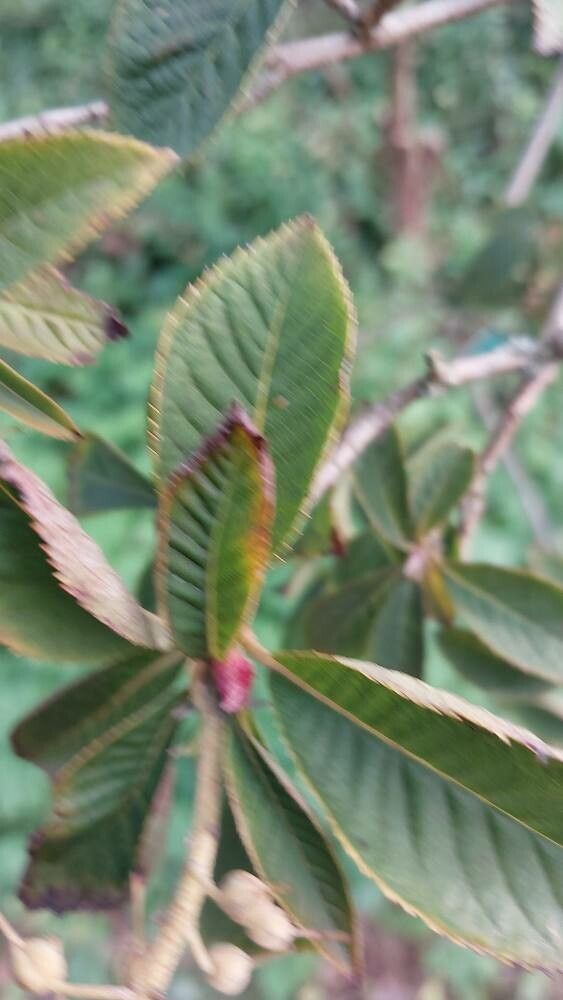 Clethra delavayi — search result for 'Clethra'