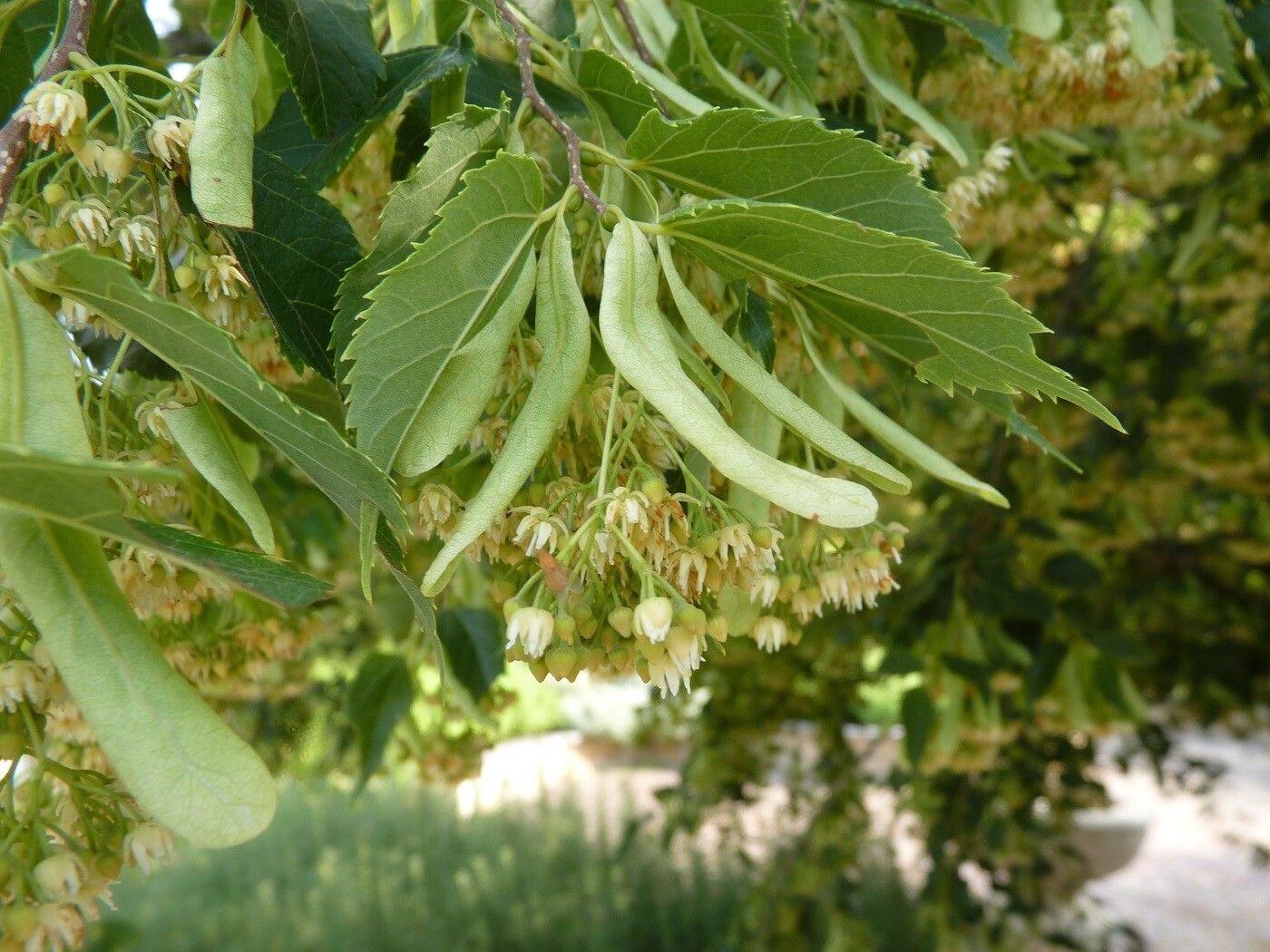 Tilia kiusiana flower