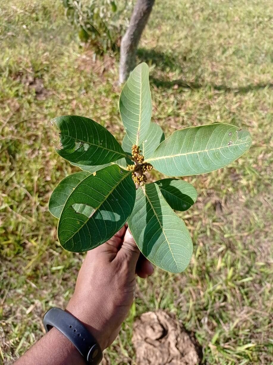 Pouteria ramiflora flower
