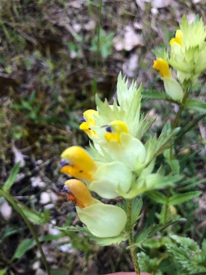 Rhinanthus pumilus leaf