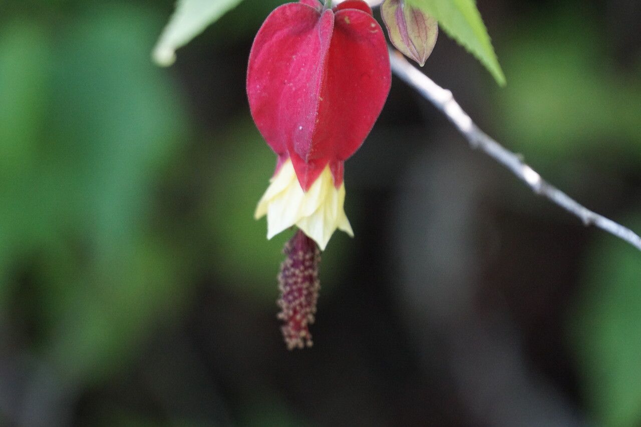 Abutilon megapotamicum flower