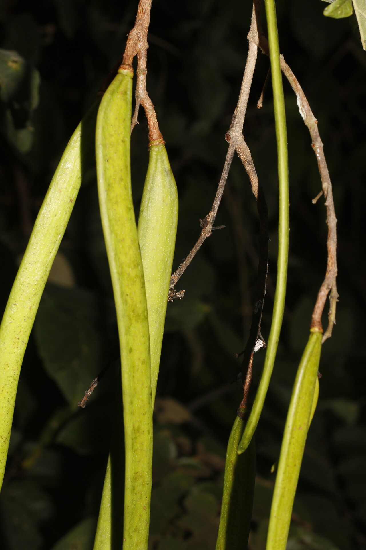 Fridericia mollissima fruit