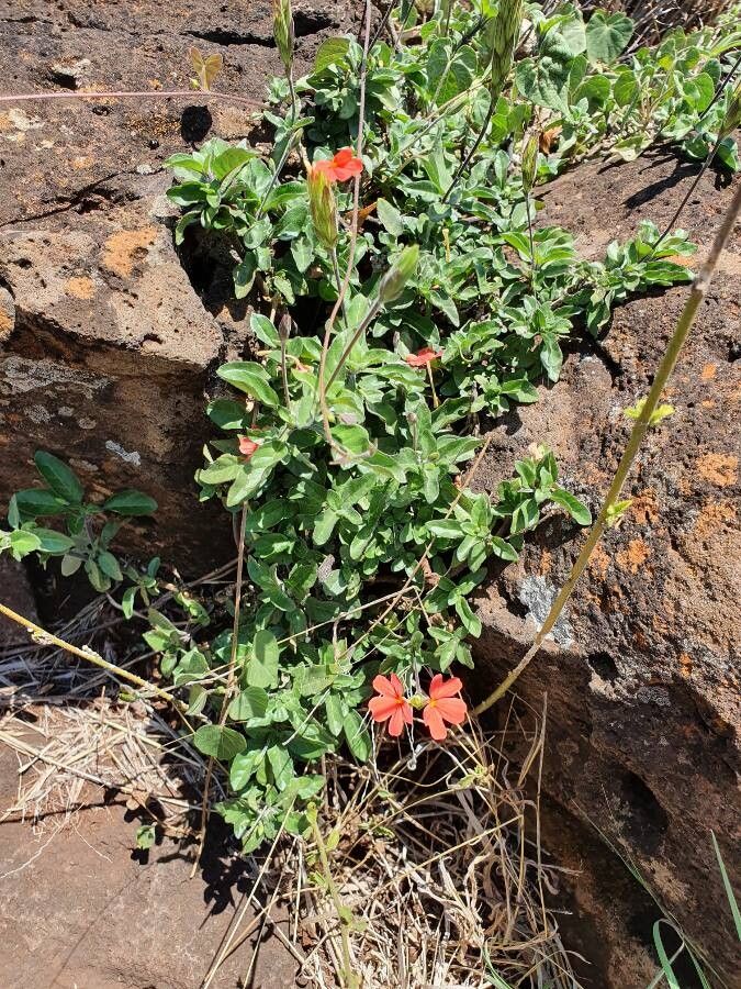 Crossandra massaica habit