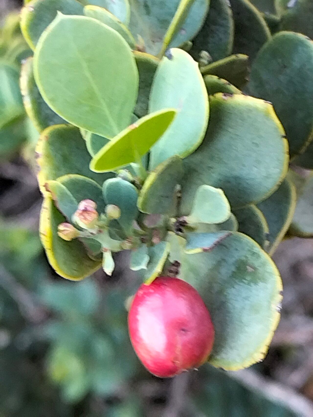Osyris compressa fruit