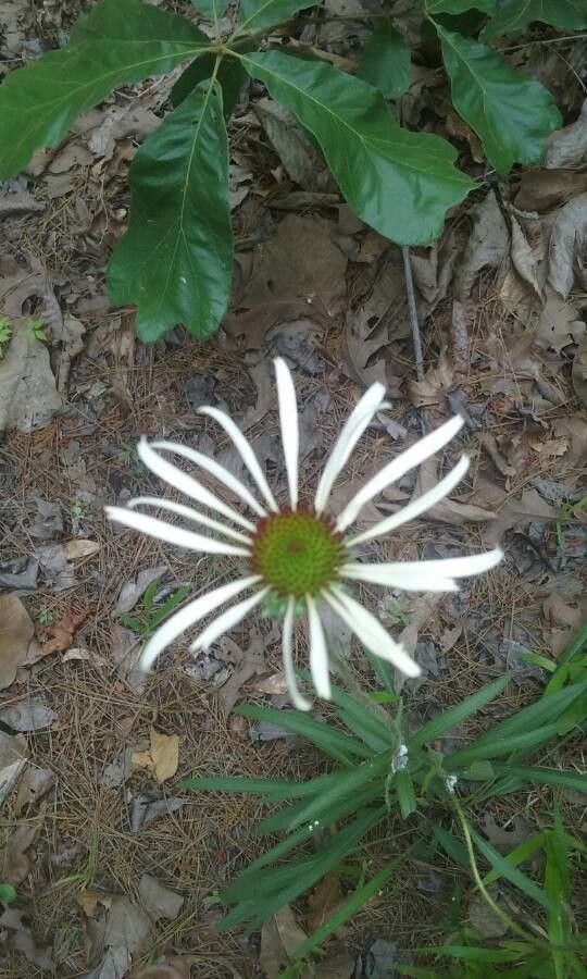 Echinacea sanguinea flower