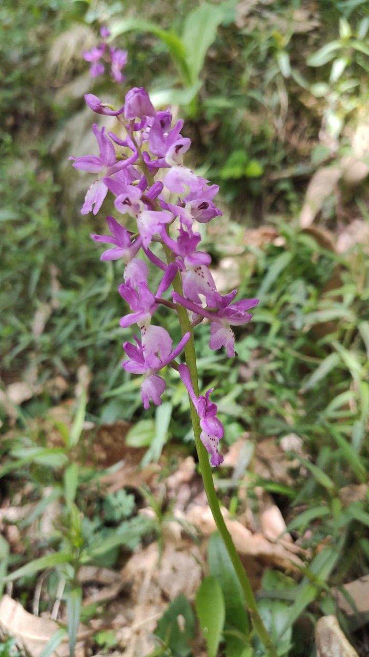 x Orchidactyla penzigiana — houseplant care guide