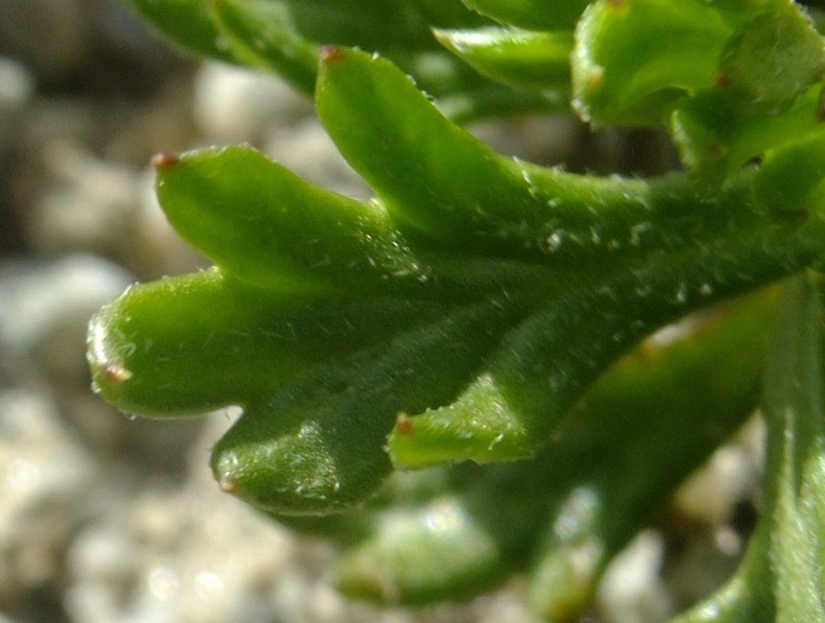 Leucanthemum halleri leaf
