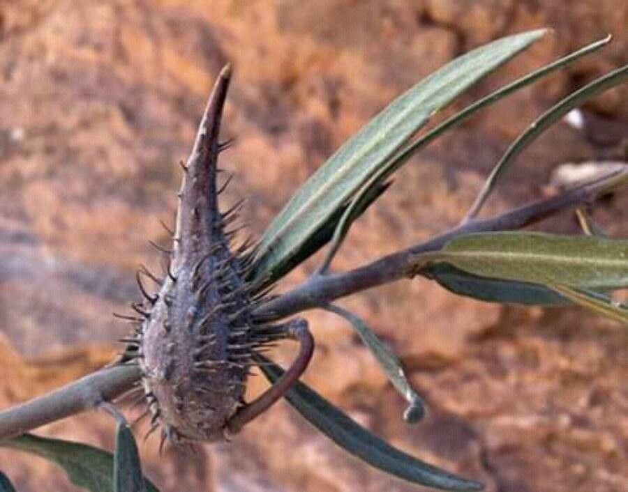 Gomphocarpus sinaicus — houseplant care guide