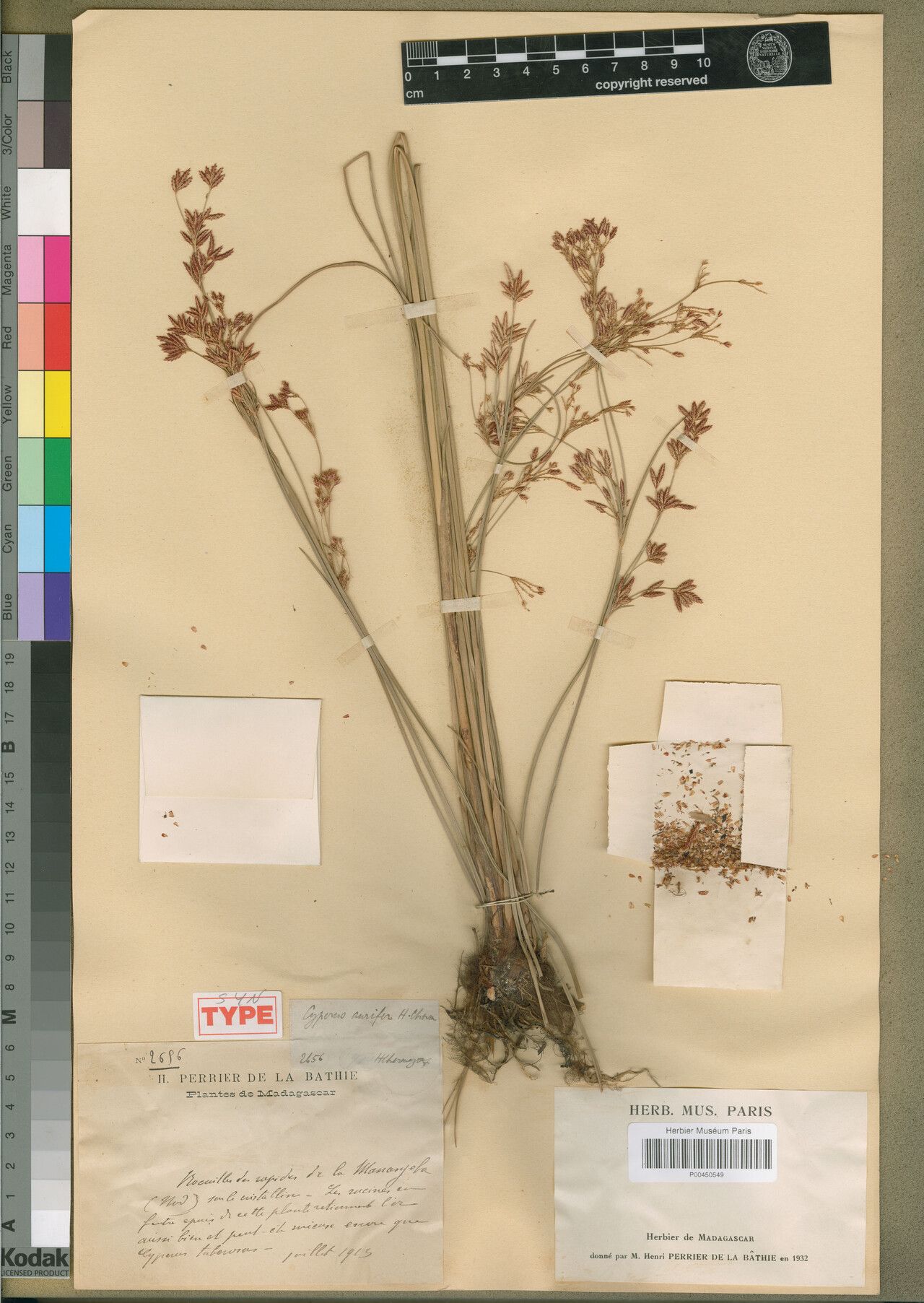 Cyperus aurifer — houseplant care guide