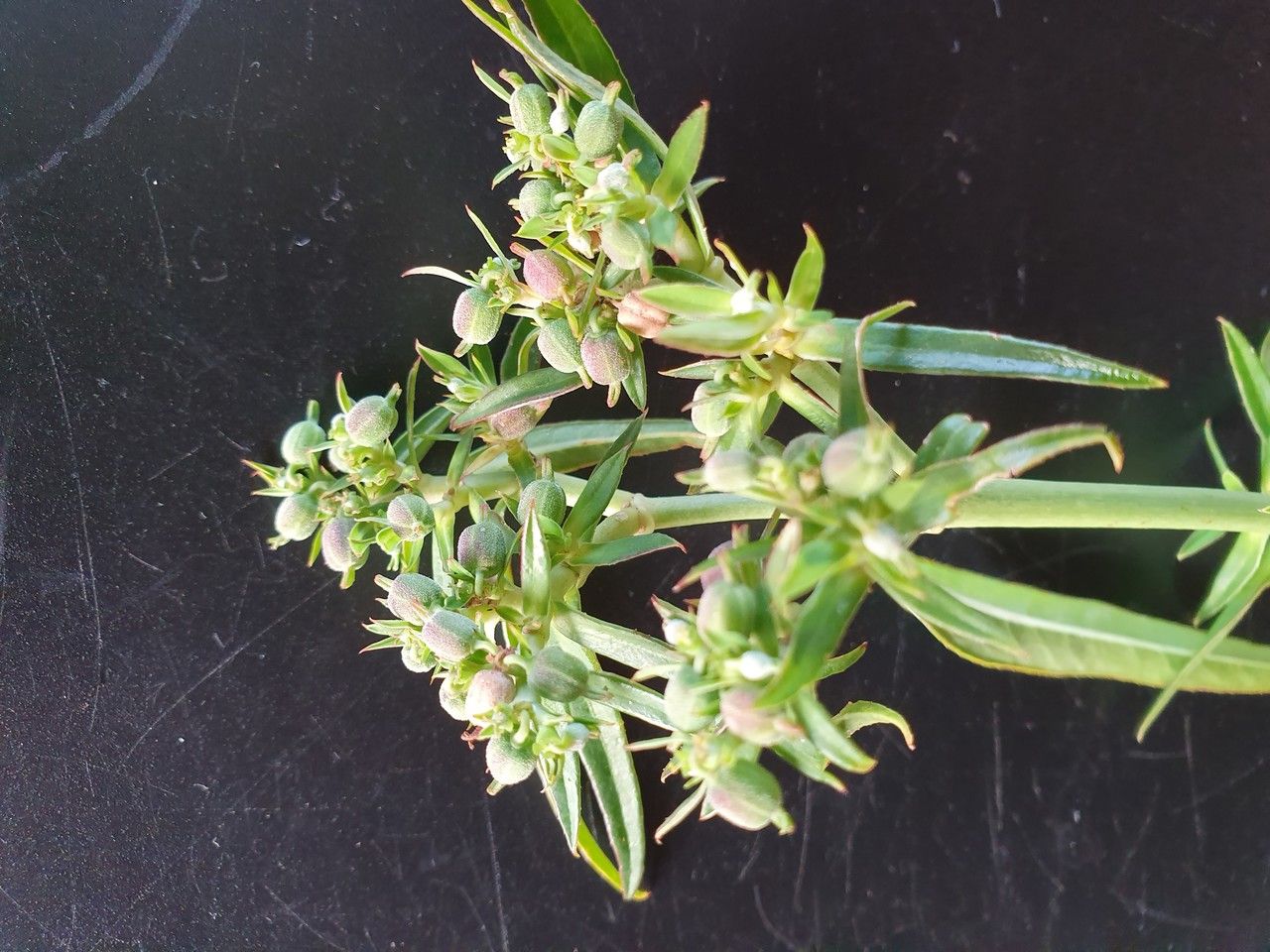 Euphorbia agowensis fruit