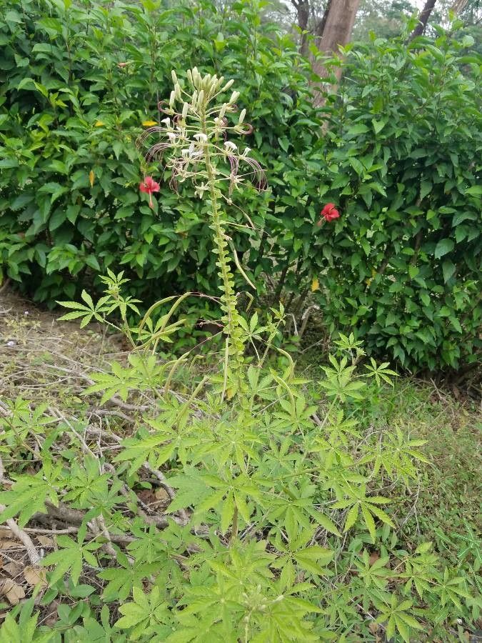 Tarenaya spinosa habit