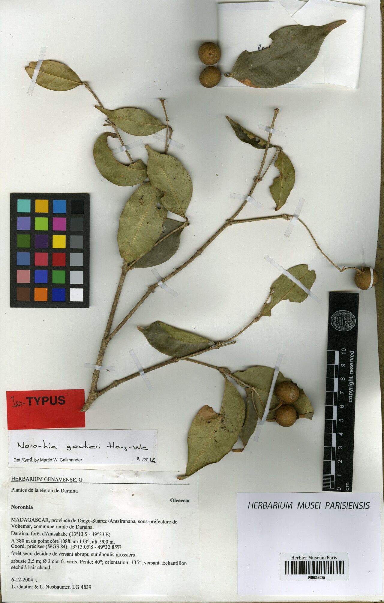 Noronhia gautieri — search result for 'Noronhia'