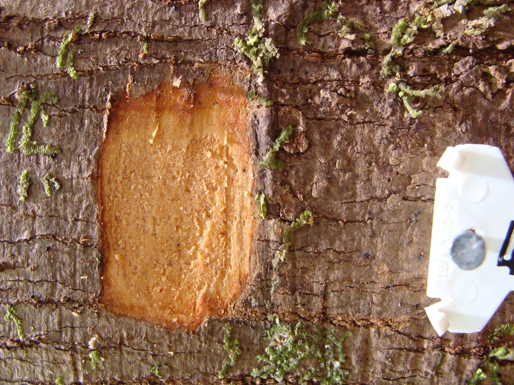 Cryptocarya chrysea — houseplant care guide