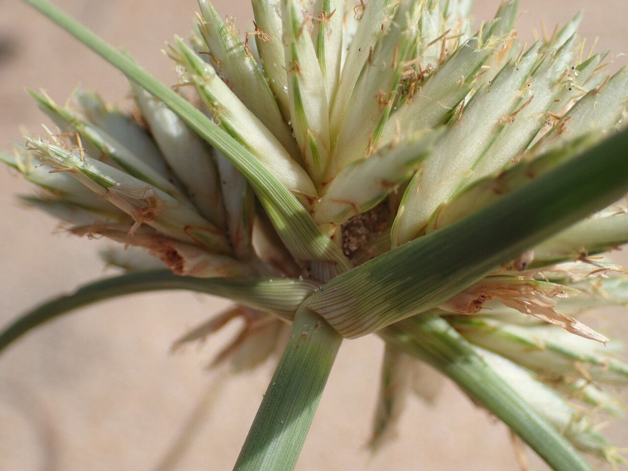 Cyperus crassipes flower