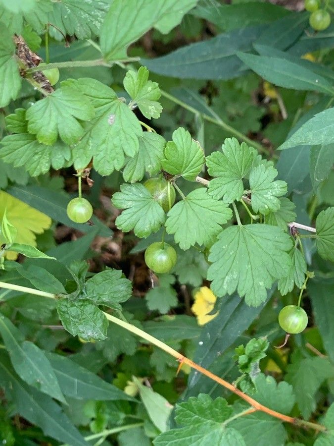 Ribes missouriense fruit