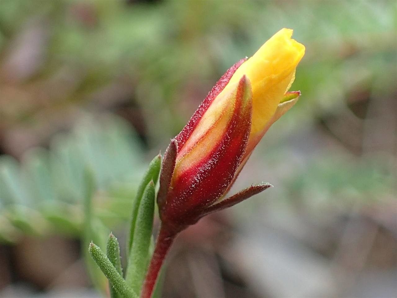 Fumana procumbens fruit