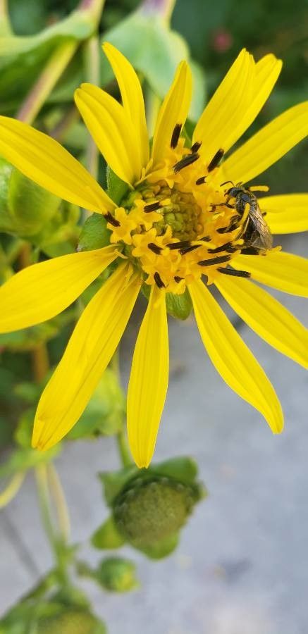 Silphium asteriscus flower