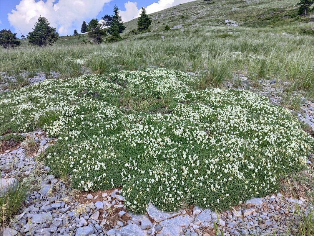 Astragalus angustifolius habit