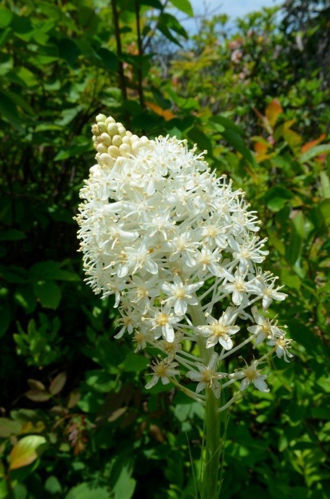 Xerophyllum asphodeloides flower