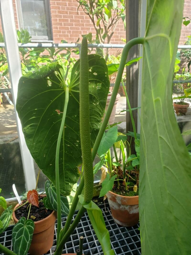 Anthurium cirinoi flower