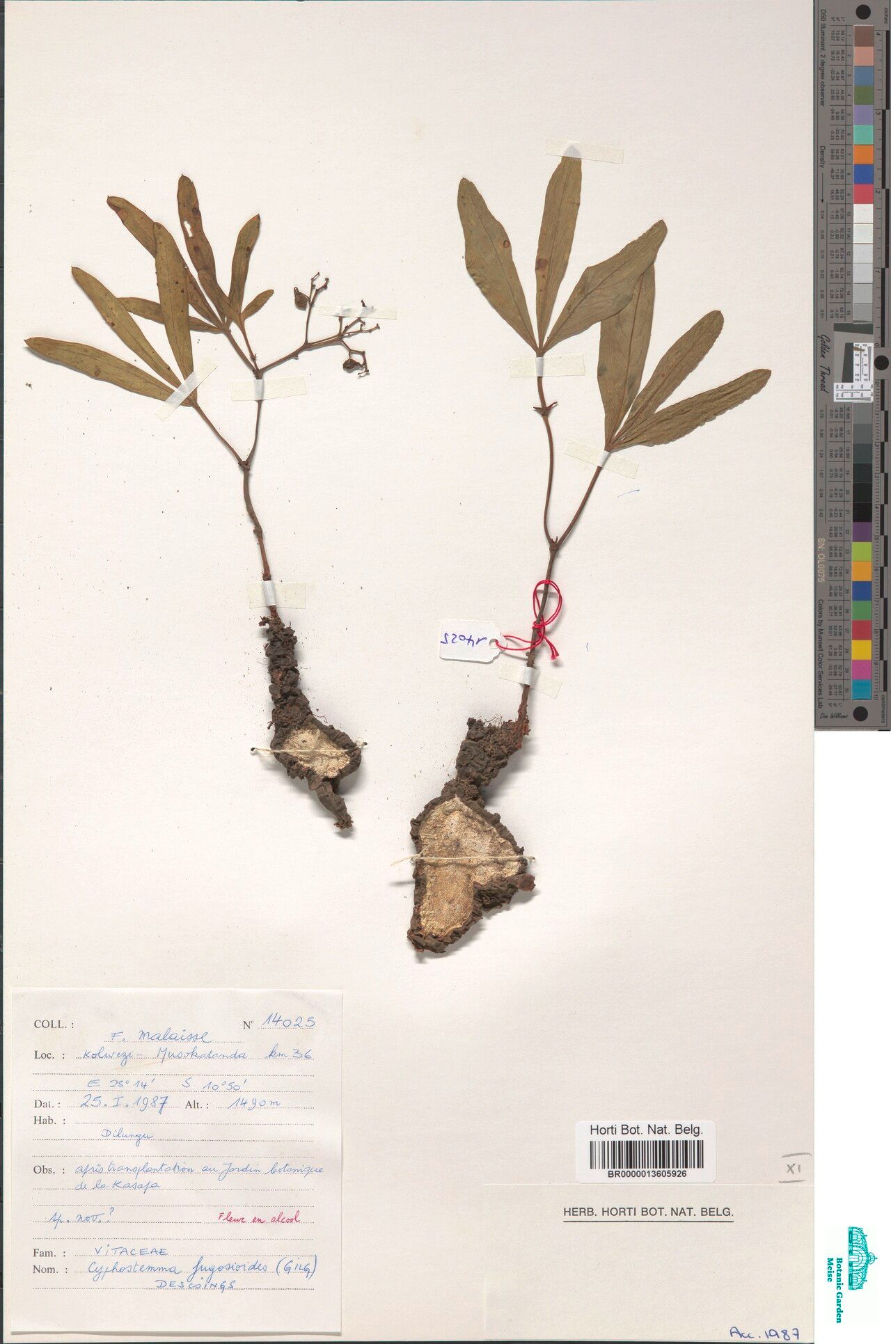 Cyphostemma fugosioides — houseplant care guide