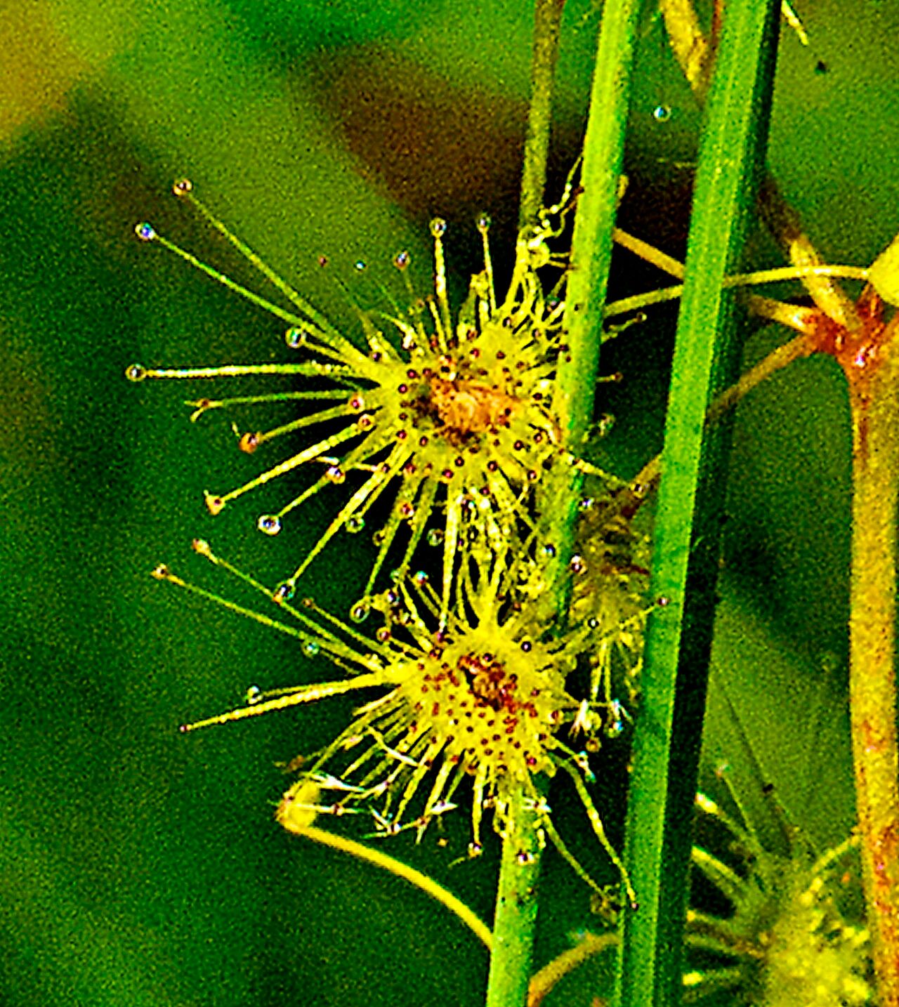 Drosera lunata — search result for 'Drosera'