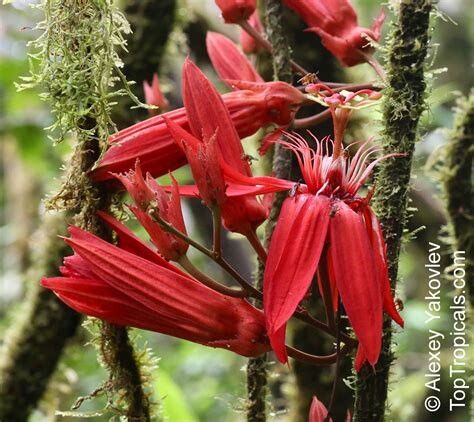 Passiflora quadriglandulosa flower