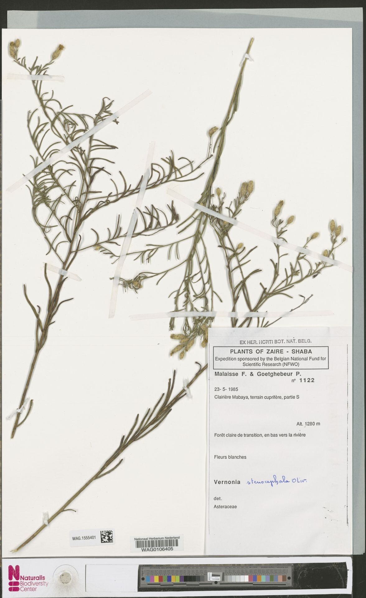 Baccharoides stenostegia — houseplant care guide