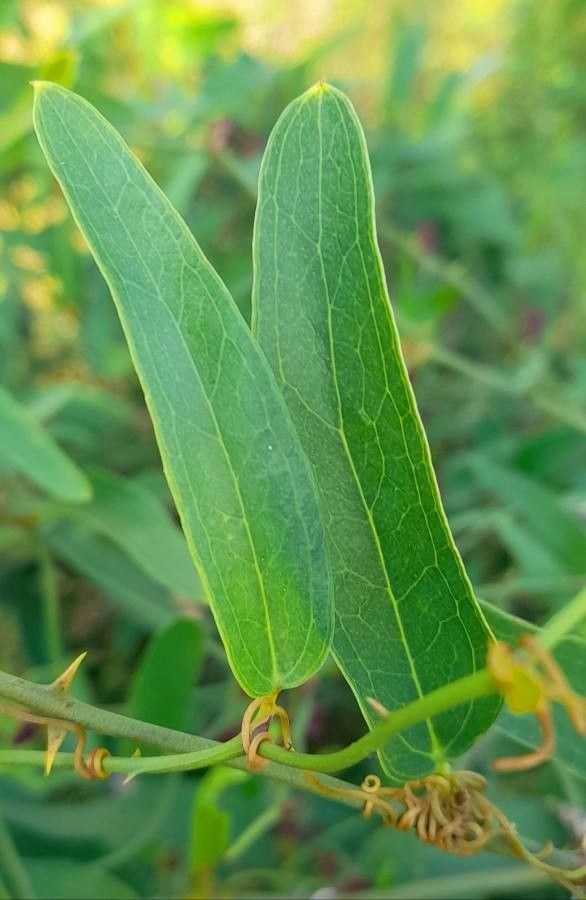Smilax campestris — search result for 'Smilax'