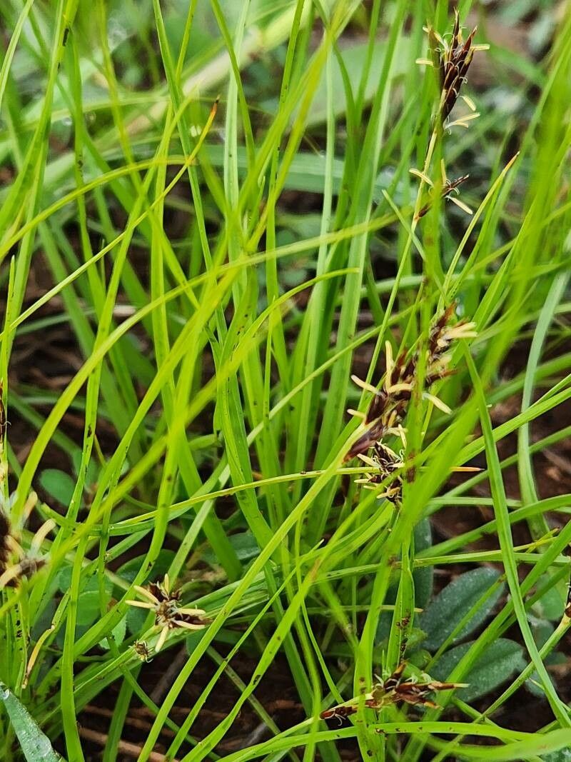 Cyperus blysmoides — houseplant care guide