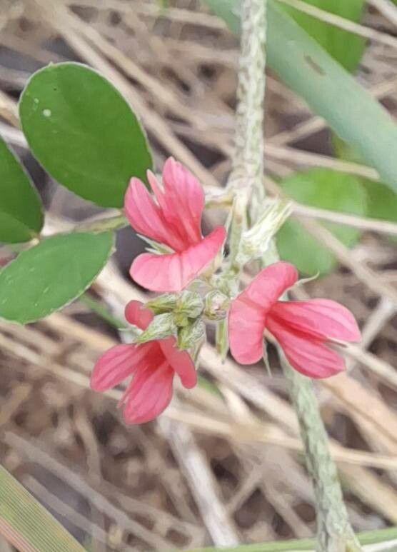 Indigofera parodiana flower