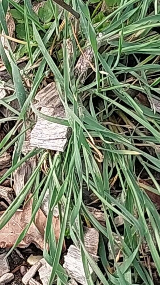 Secale montanum — related species from the same genus