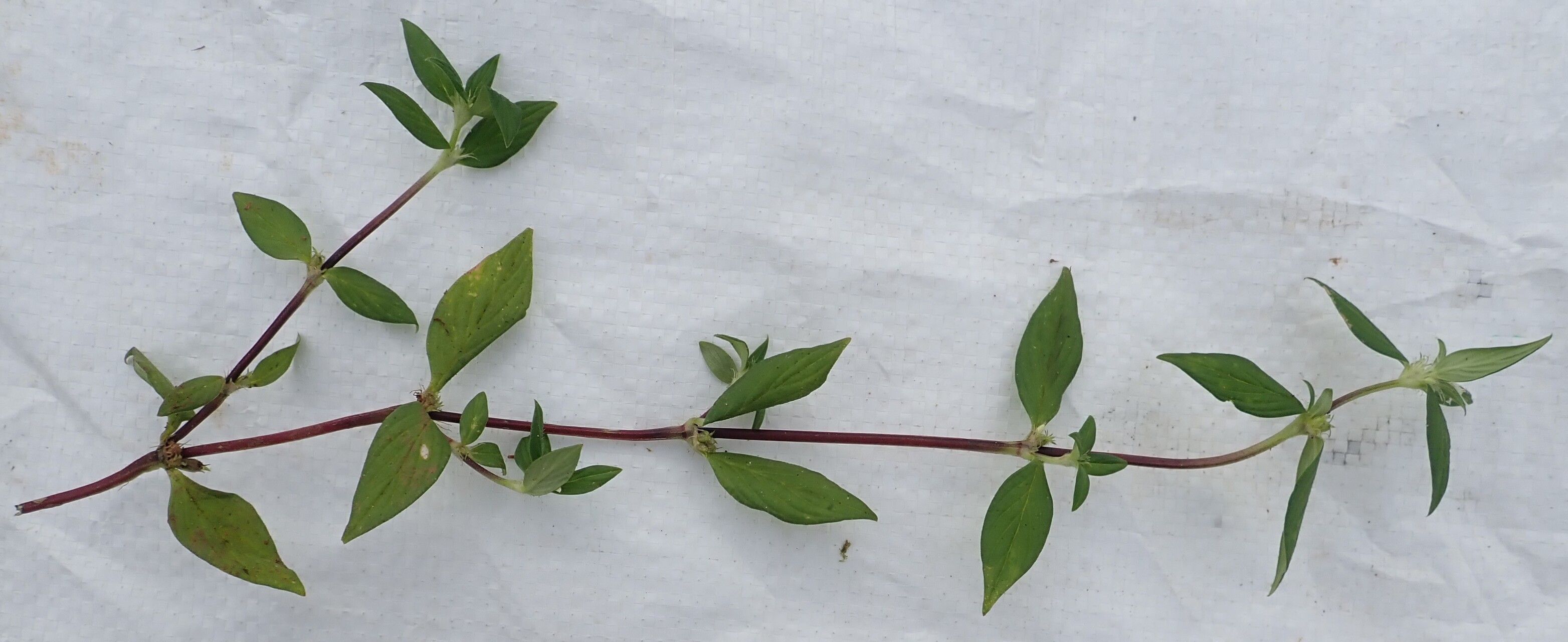 Spermacoce princeae habit