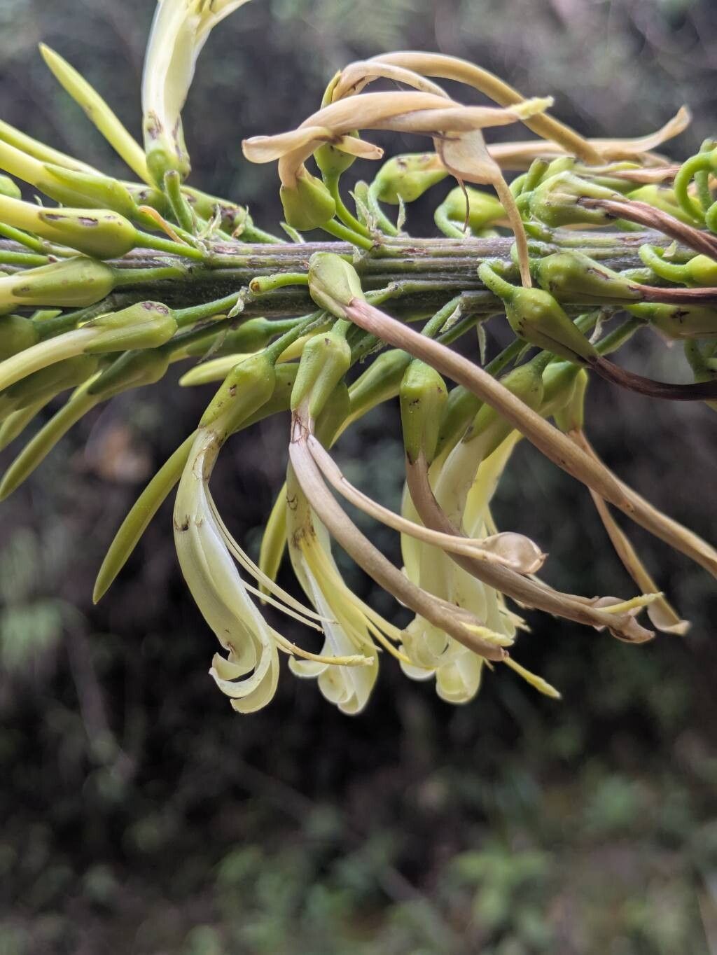 Pitcairnia trianae — search result for 'Pitcairnia'